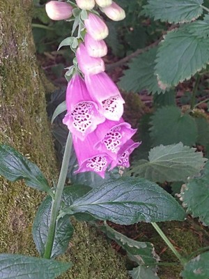 photo of Foxglove