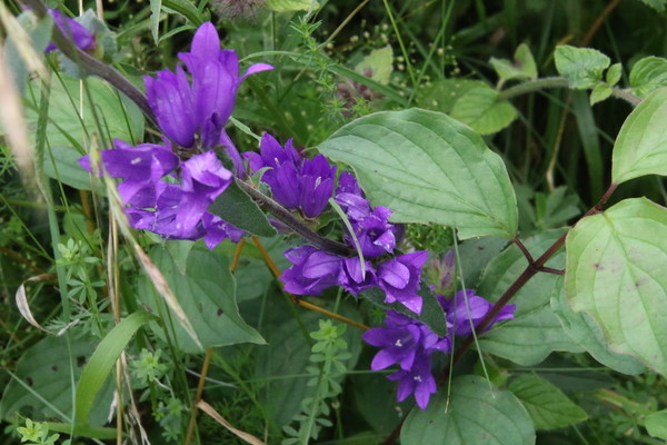 photo of Clustered Bellfower