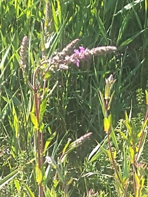 photo of Purple Loosestrife
