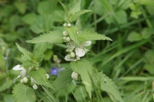 photo of White Dead Nettle