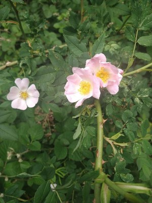 photo of Common Dog Rose