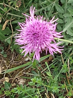 photo of Brown Knapweed