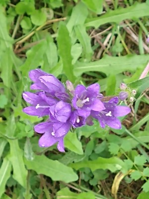 photo of Clustered Bellfower