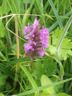 photo of Southern Marsh Orchid