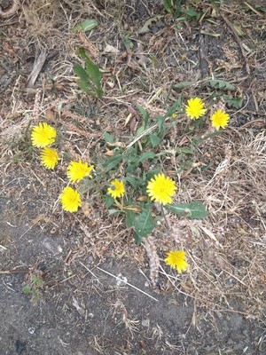 photo of Clammy Sow Thistle