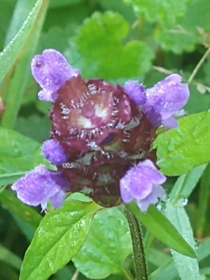 photo of Selfheal