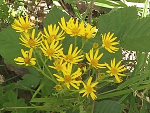 photo of Ragwort