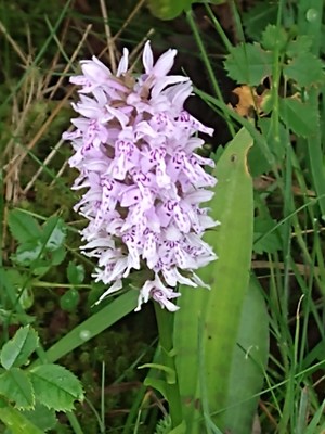 photo of Common Spotted Orchid