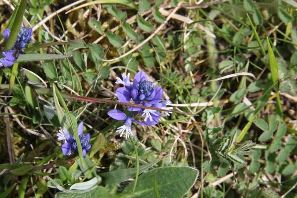 photo of Chalk Milkwort