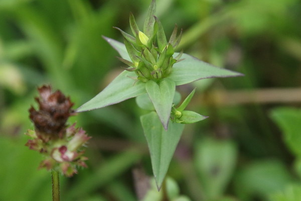 photo of Chiltern Gentian