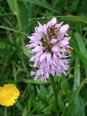 photo of Common Spotted Orchid