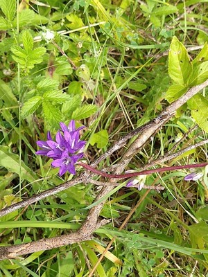 photo of Clustered Bellfower