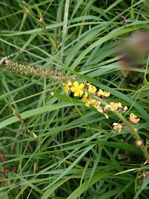 photo of Agrimony