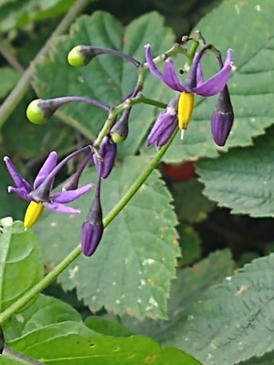 photo of Bittersweet