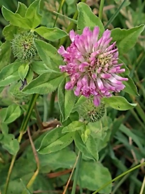 photo of Red Clover