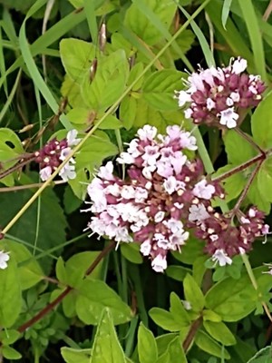photo of Wild Marjoram
