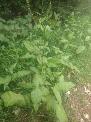 photo of Broad Leaved Dock
