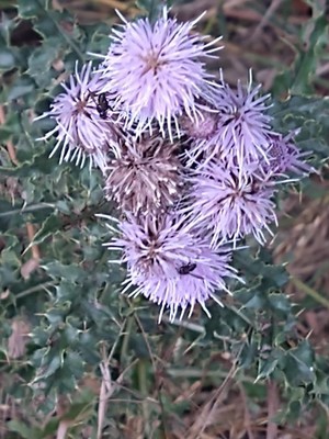 photo of Creeping Thistle