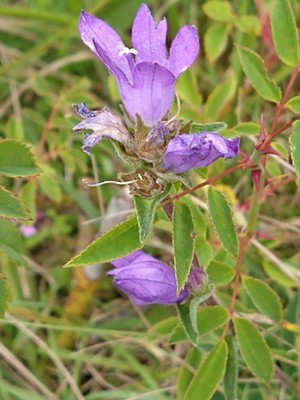 photo of Clustered Bellfower