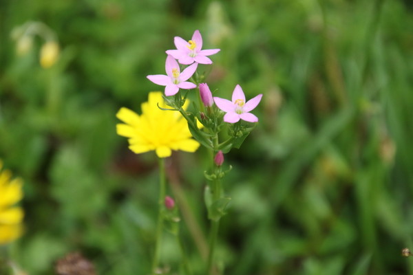 photo of Common Centaury