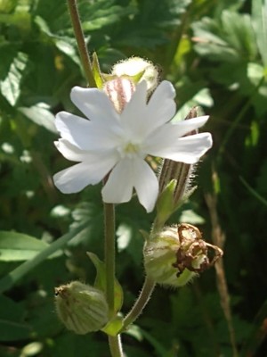 photo of White Campion