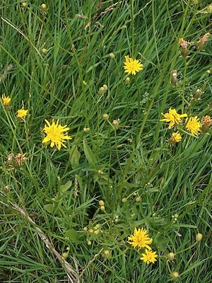 photo of Rough Hawk's Beard