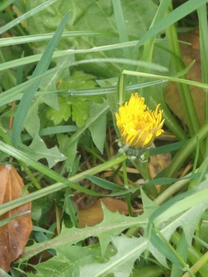 photo of Dandelion
