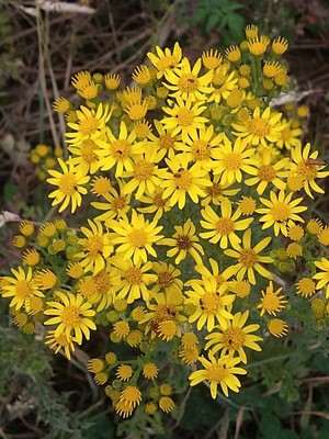 photo of Ragwort