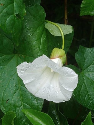 photo of Hedge Bindweed