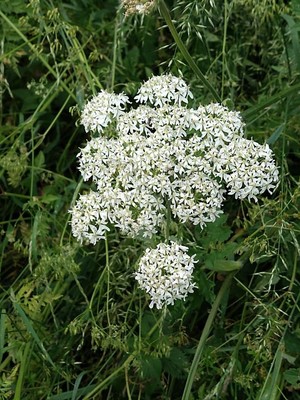 photo of Hogweed