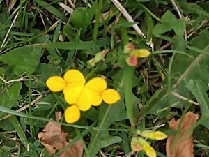 photo of Bird's Foot Trefoil