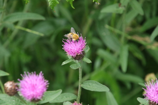 photo of Common Knapweed