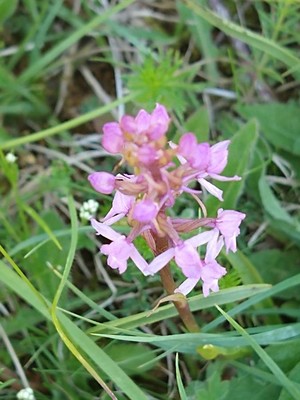 photo of Chalk Fragrant Orchid