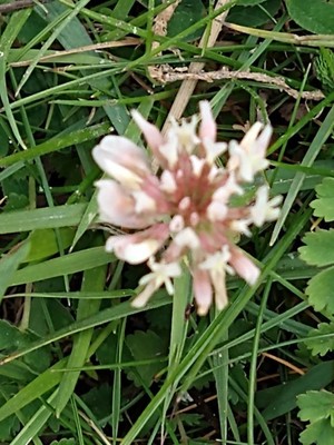 photo of White Clover