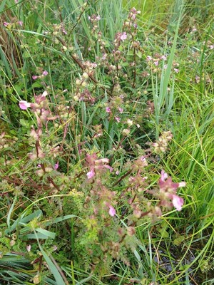 photo of Marsh Lousewort