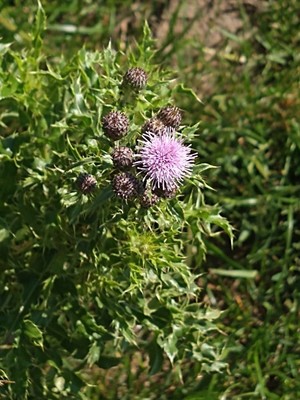 photo of Creeping Thistle