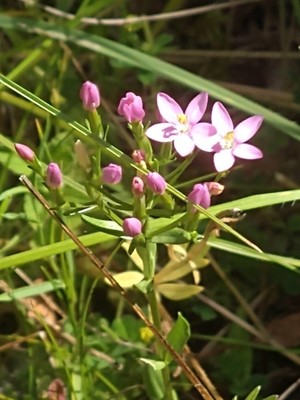 photo of Common Centaury