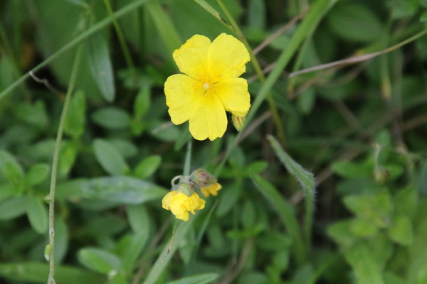 photo of Common Rockrose