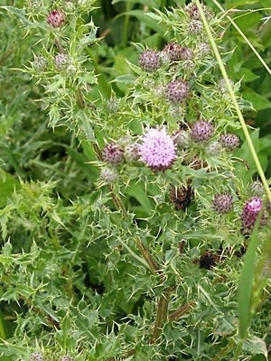 photo of Creeping Thistle