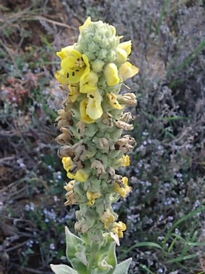 photo of Great Mullein