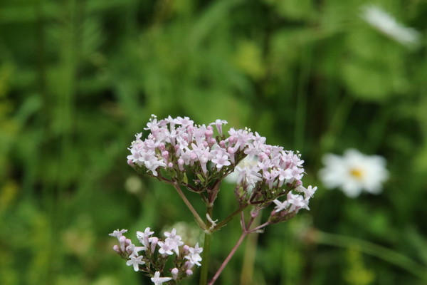 photo of Common Valerian