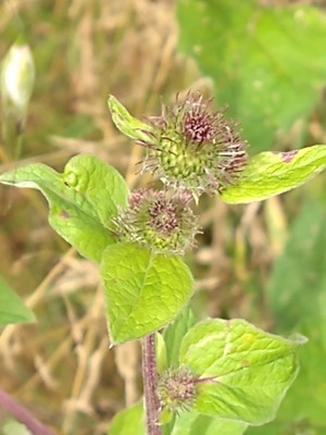photo of Lesser Burdock