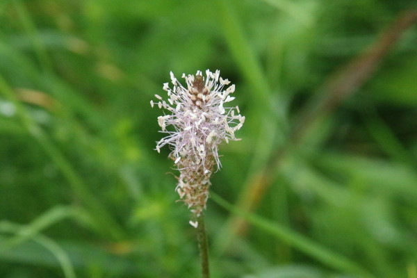 photo of Hoary Plantain
