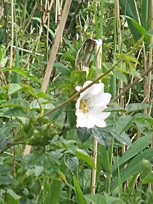 photo of Common Dog Rose