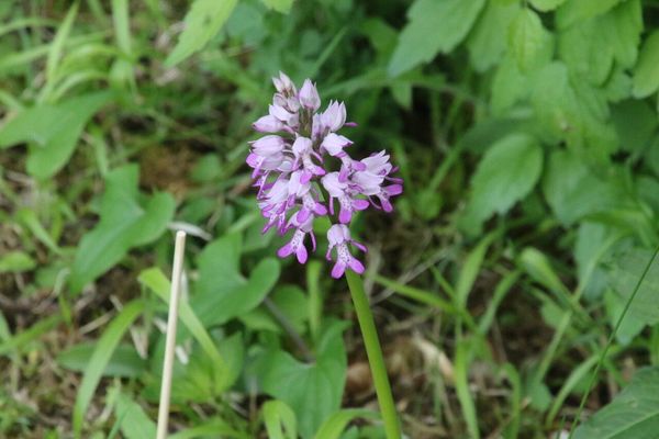 photo of Military Orchid