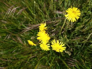 photo of Rough Hawk's Beard