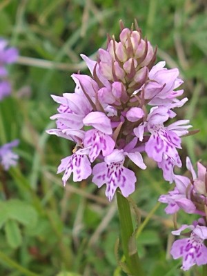 photo of Common Spotted Orchid