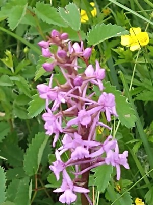 photo of Chalk Fragrant Orchid