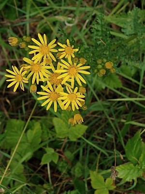photo of Ragwort