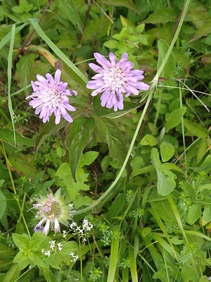 photo of Field Scabious
